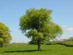 Fagus sylvatica