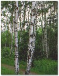 Betula pendula