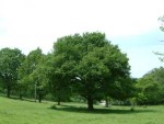 Quercus robur