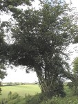 Corylus avellana