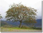Sorbus aucuparia