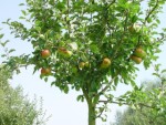 'Bramley's Seedling'