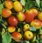Malus ' John Downie '