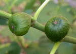 Ficus carica