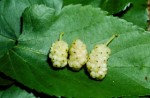 Morus alba 