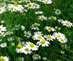 Anthemis Arvensis