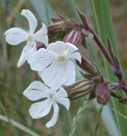 Silene Alba