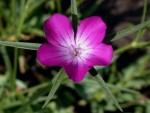 Agrostemma Githago