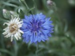 Centuarea Cyanus