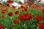 Papaver Rhoeas