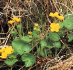 Chyrsanthumum Segetum