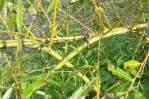 Willow Fedge
