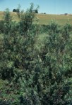 Salix viminalis