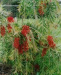 Salix alba 'Britzensis'