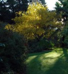 Salix daphnoides