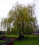 Salix sepulcralis Chrysocoma' 