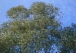 Salix alba